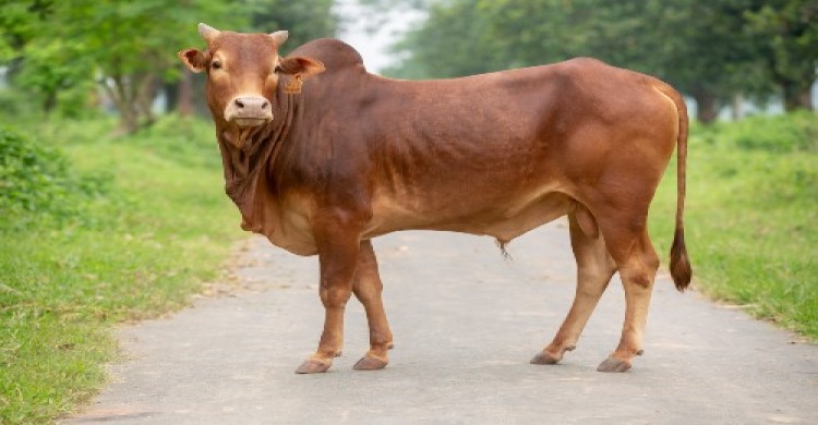 যে ধরণের পশু কুরবানির জন্য উত্তম